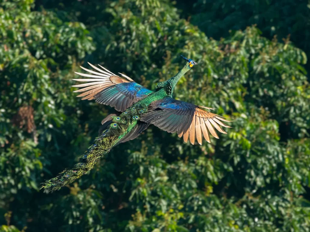 Can Peacocks Fly