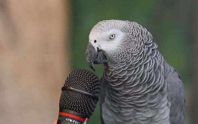 How Do Parrots Learn to Talk