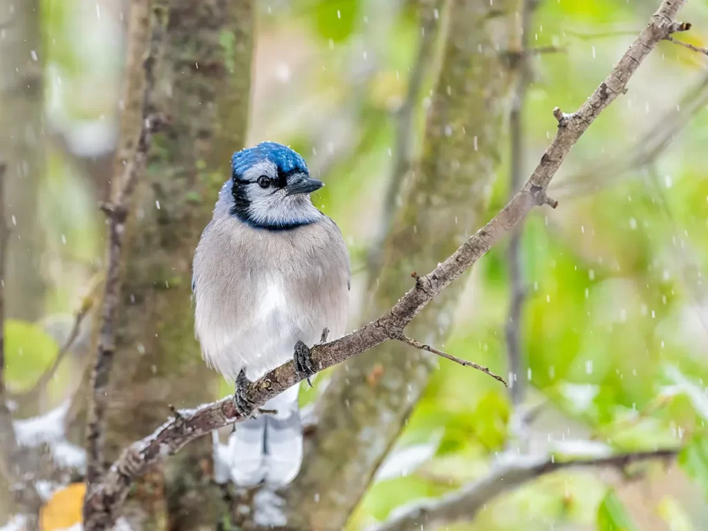 female blue jays