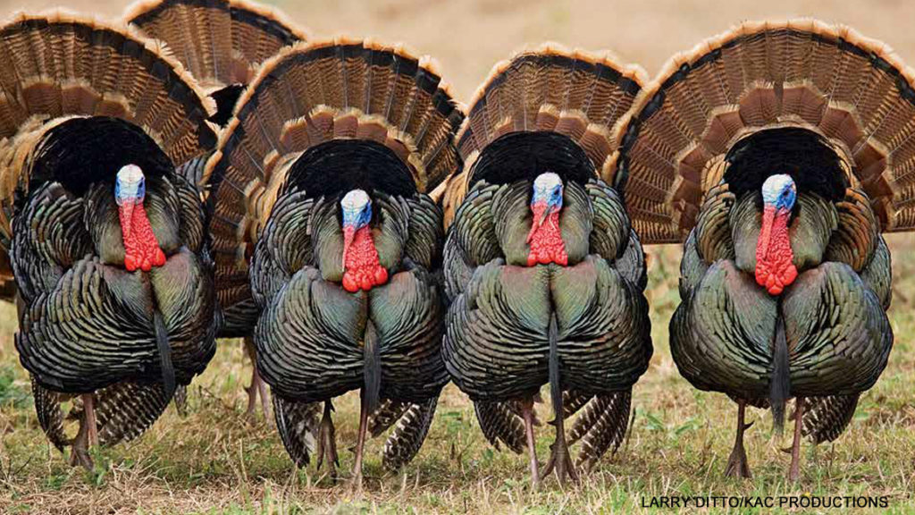 what do you call a group of turkeys