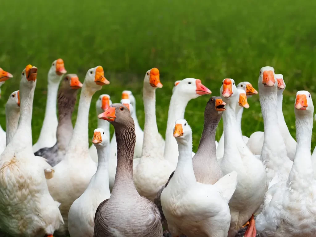 what is a group of geese called