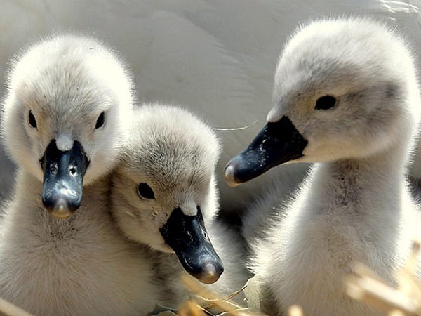 Everything You Need To Know About Baby Swans (Cygnets)