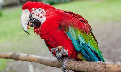 Green Winged Macaw Fact Sheet