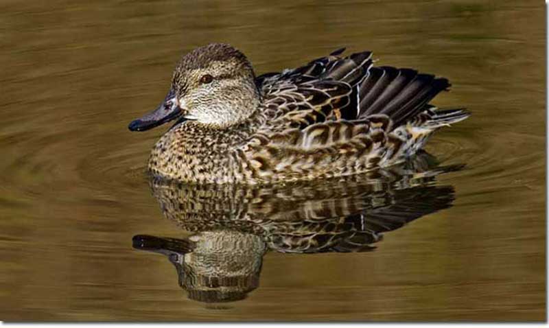 Know Your Ducks 15 Common Minnesota Ducks