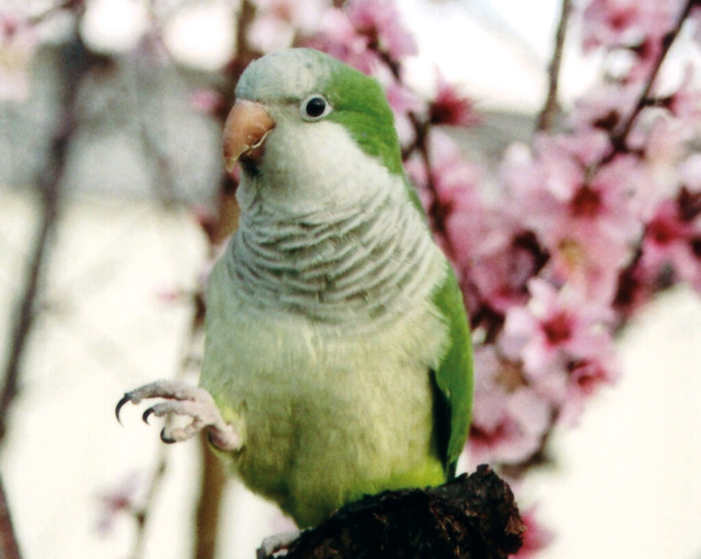 Quaker Parrot Feeding Guide