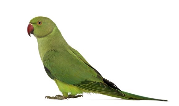 Ringneck Parakeet Fact Sheet