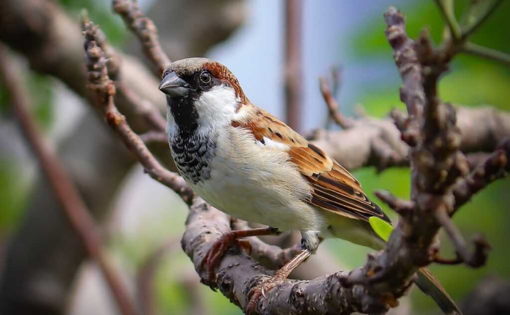 Sparrow Symbolism & Meaning – Everything You Need To Know