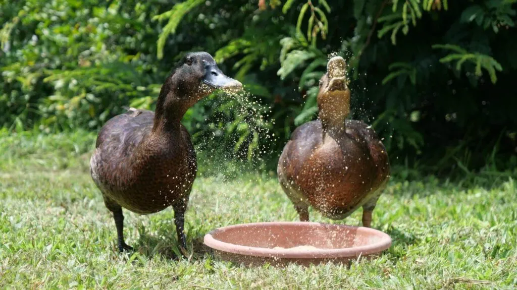 Ways to Reduce Duck Feed Costs